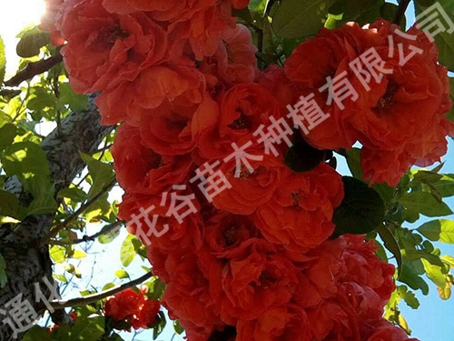富貴王子海棠